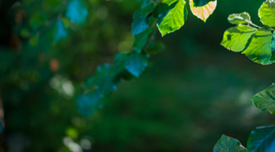ESG & Sustainability