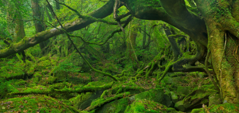 Environmental justice: a pro bono priority