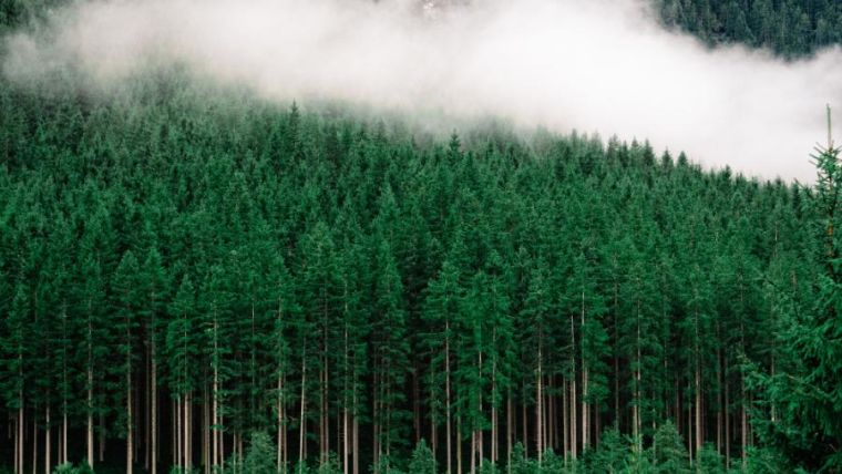 The wood from the trees: simplifying the EU’s Deforestation Regulation