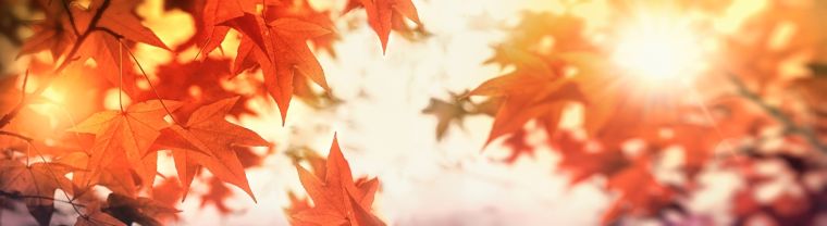 Autumn Employment Brief