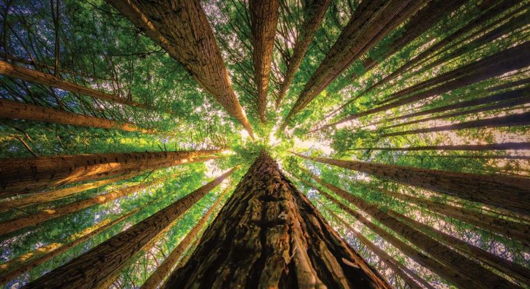 Is the Deforestation Regulation about to fall?
