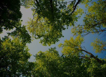 Climate Action and the environment